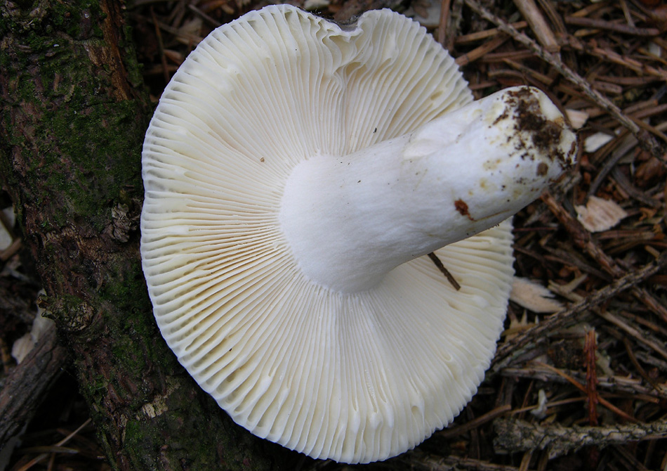 Russula parazurea?